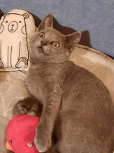 Котята в дар