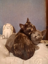 Котята в дар