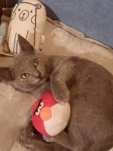 Котята в дар