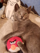 Котята в дар