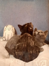 Котята в дар