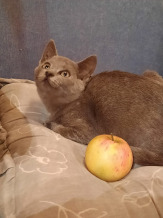 Котята в дар