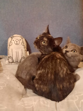 Котята в дар